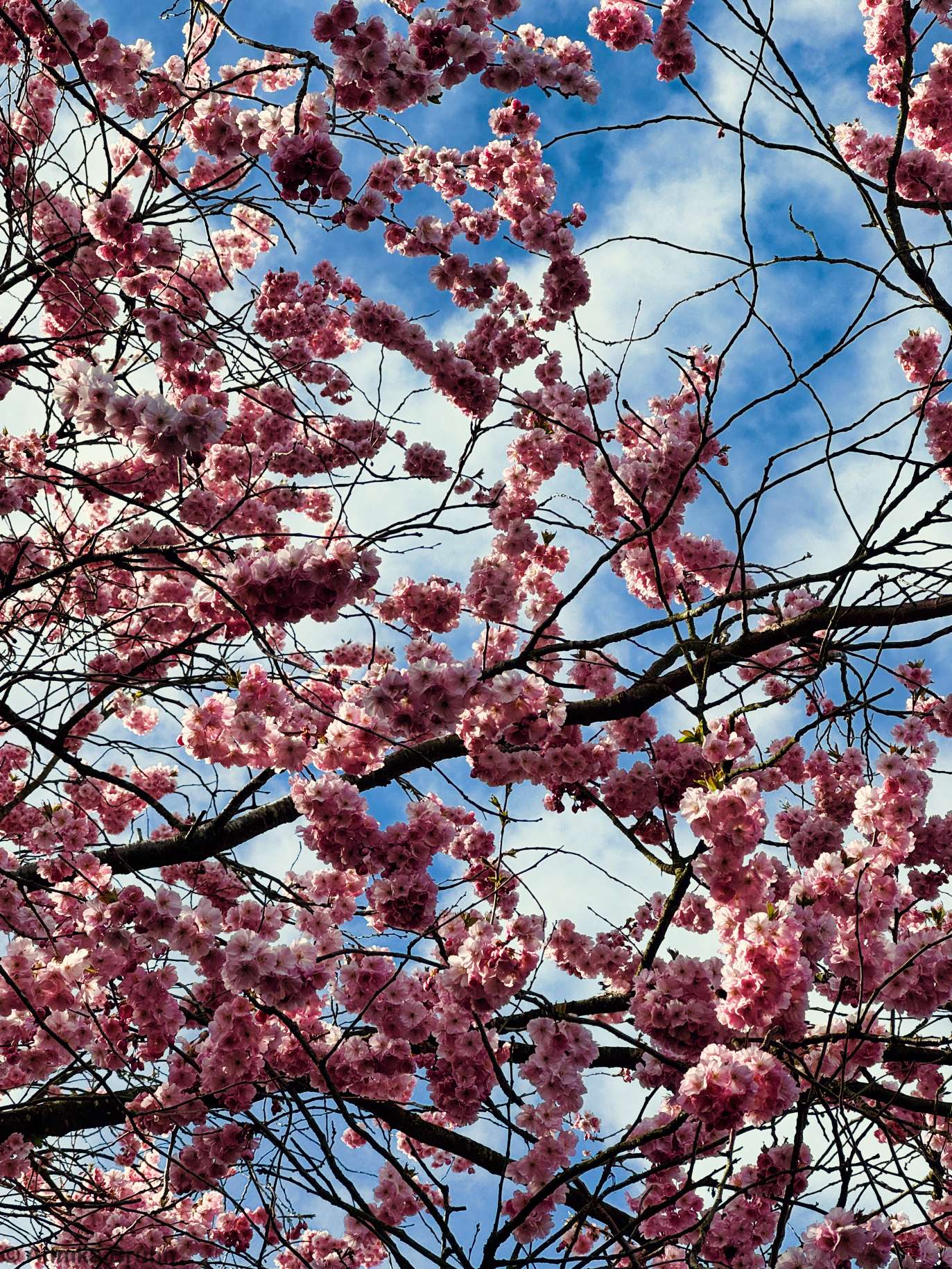 Letzten Kirschblüten